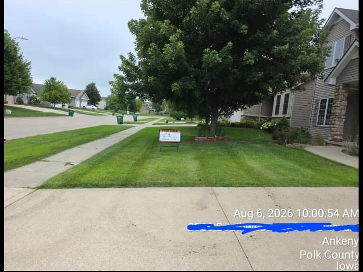 Green lawn and young trees beside neighborhood driveways